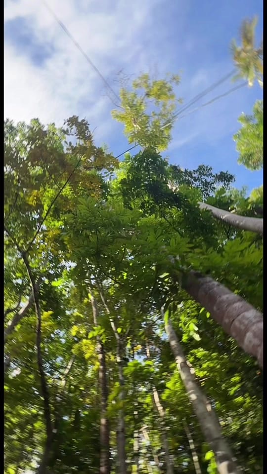 Post 10 by Ambur Z on TikTok (video)