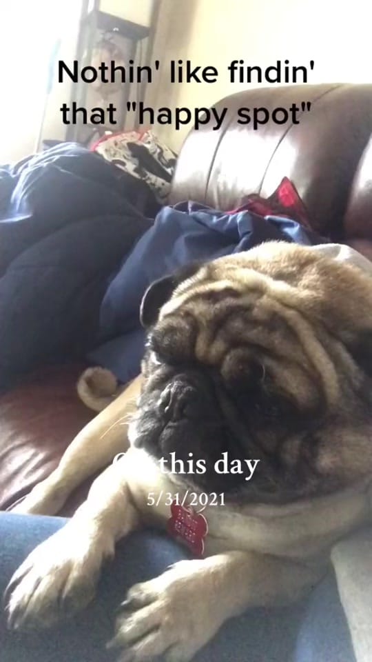 Post 10 by Donna Golden Lestenkof on TikTok (video)
