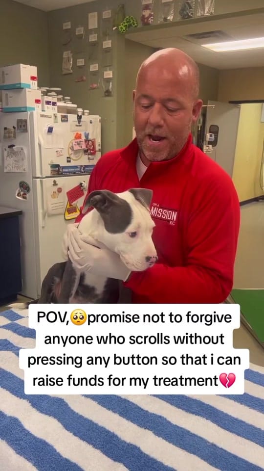 Post 6 by Paws Pal Rescue Welfare on TikTok (video)