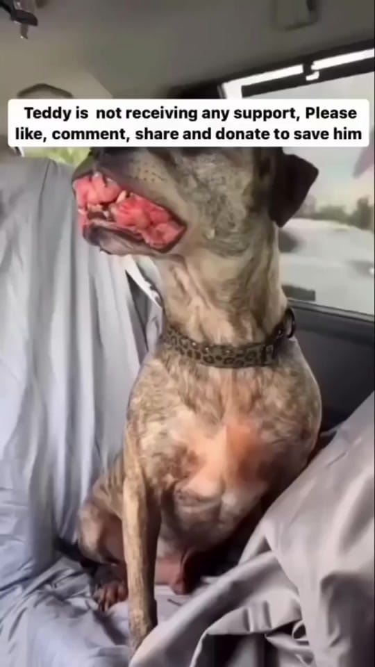 Post 10 by Paws Pal Rescue Welfare on TikTok (video)