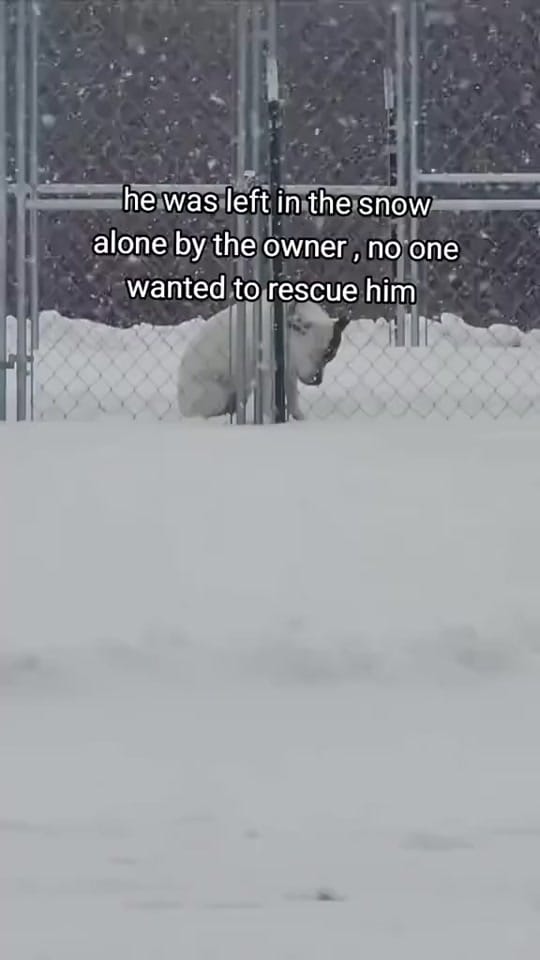 Post 9 by Paws Pal Rescue Welfare on TikTok (video)
