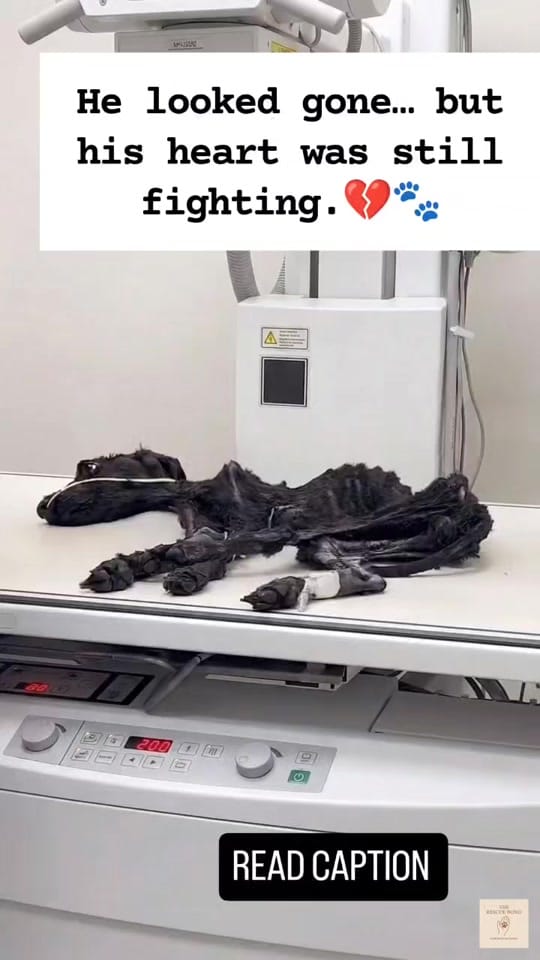 Post 8 by Paws Pal Rescue Welfare on TikTok (video)