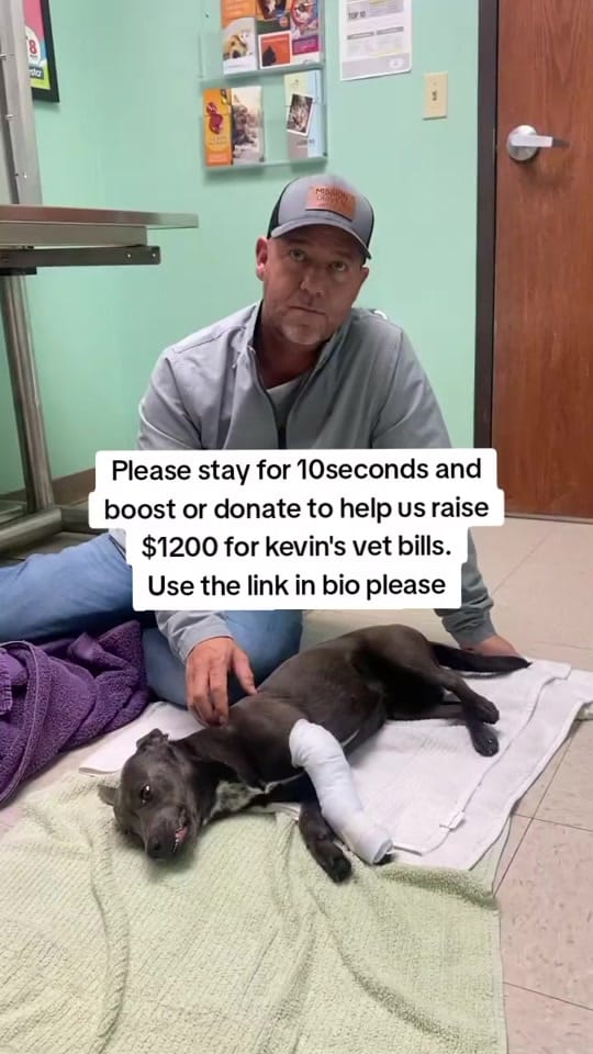 Post 5 by Paws Pal Rescue Welfare on TikTok (video)