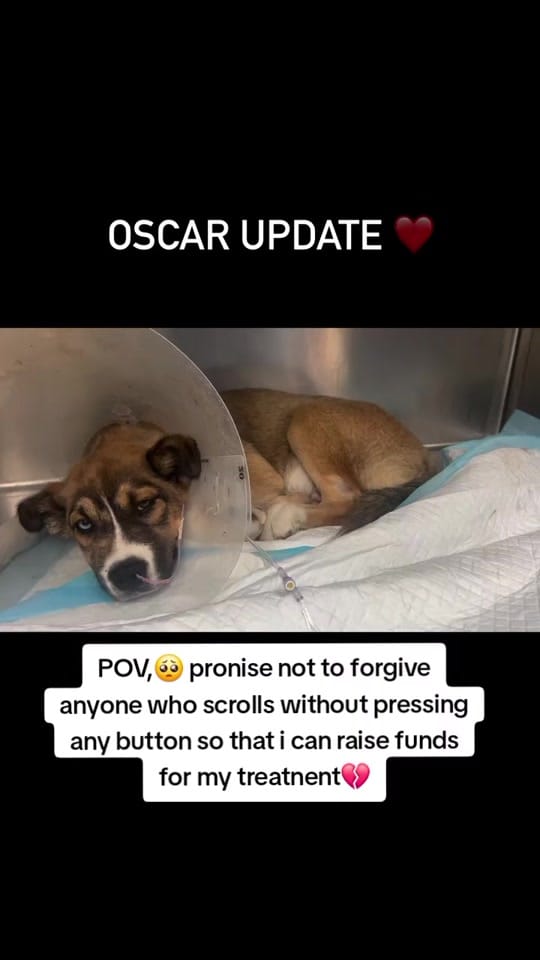 Post 4 by Paws Pal Rescue Welfare on TikTok (video)