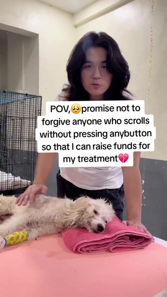 Post 2 by Paws Pal Rescue Welfare on TikTok (video)