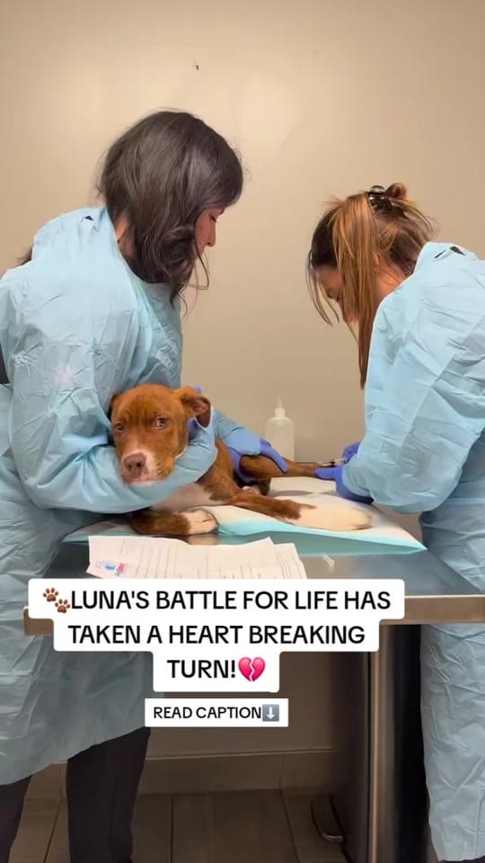 Post 1 by Paws Pal Rescue Welfare on TikTok (video)