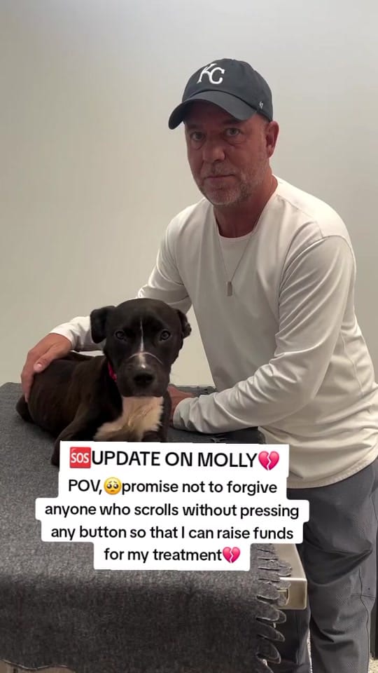 Post 7 by Paws Pal Rescue Welfare on TikTok (video)