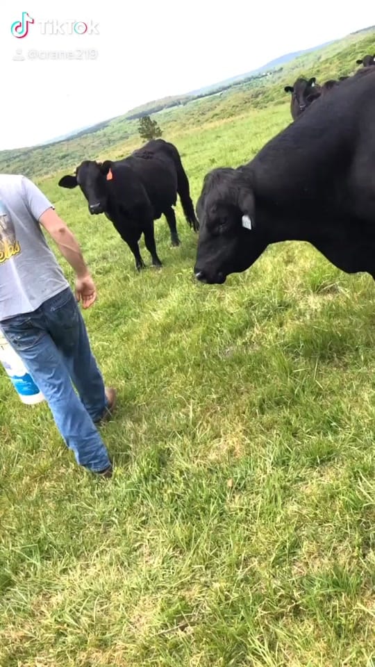 Post 8 by Cory Crane on TikTok (video)