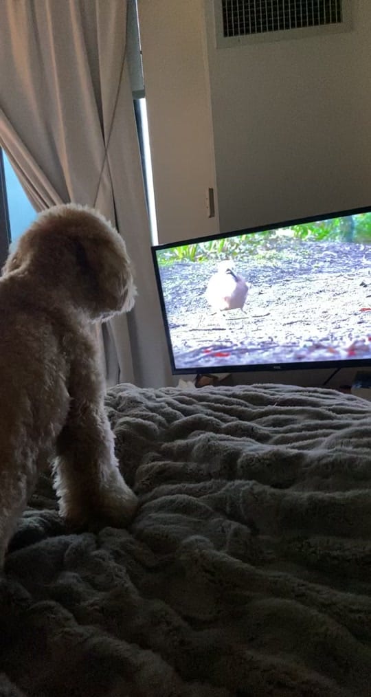 Post 9 by Haley Hecktman on TikTok (video)