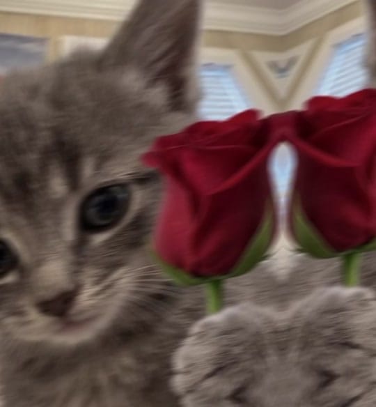 Post 6 by 𝑀𝒶𝑔𝓊𝒹𝓊𝒷𝓉🎀😂🫴🏻 on TikTok (video)