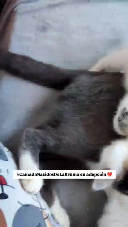 Post 3 by Asociación defensora Animales on TikTok (video)