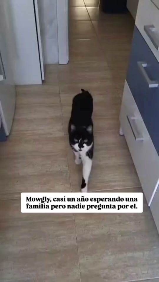 Post 2 by Asociación defensora Animales on TikTok (video)