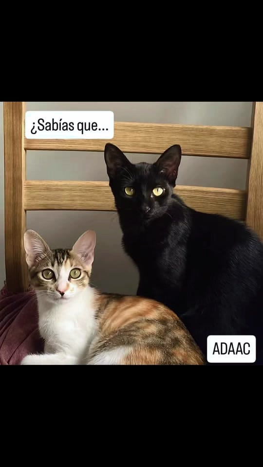 Post 7 by Asociación defensora Animales on TikTok (video)