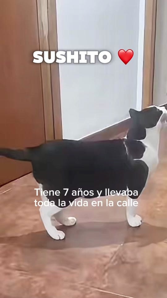 Post 5 by Asociación defensora Animales on TikTok (video)