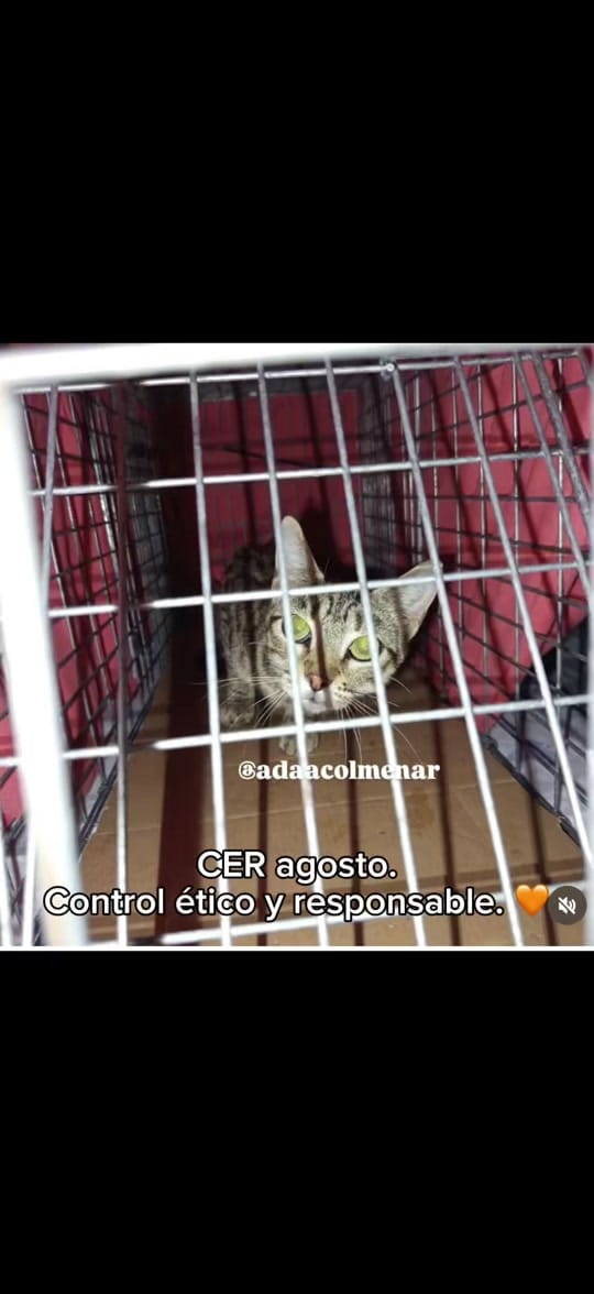 Post 8 by Asociación defensora Animales on TikTok (video)