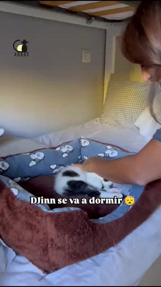 Post 4 by Asociación defensora Animales on TikTok (video)