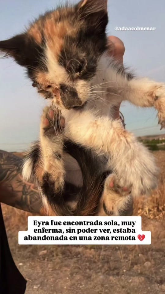 Post 9 by Asociación defensora Animales on TikTok (video)