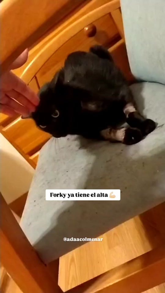 Post 6 by Asociación defensora Animales on TikTok (video)