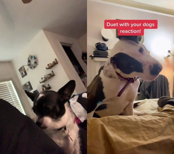 Post 8 by Charles  Brody on TikTok (video)