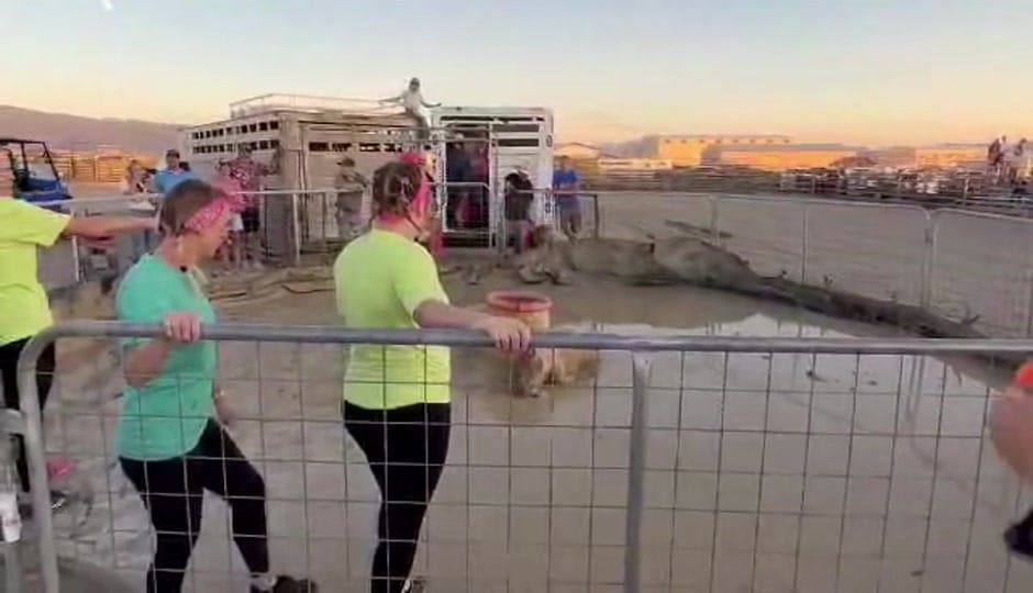 Post 7 by Shandie🤘 on TikTok (video)