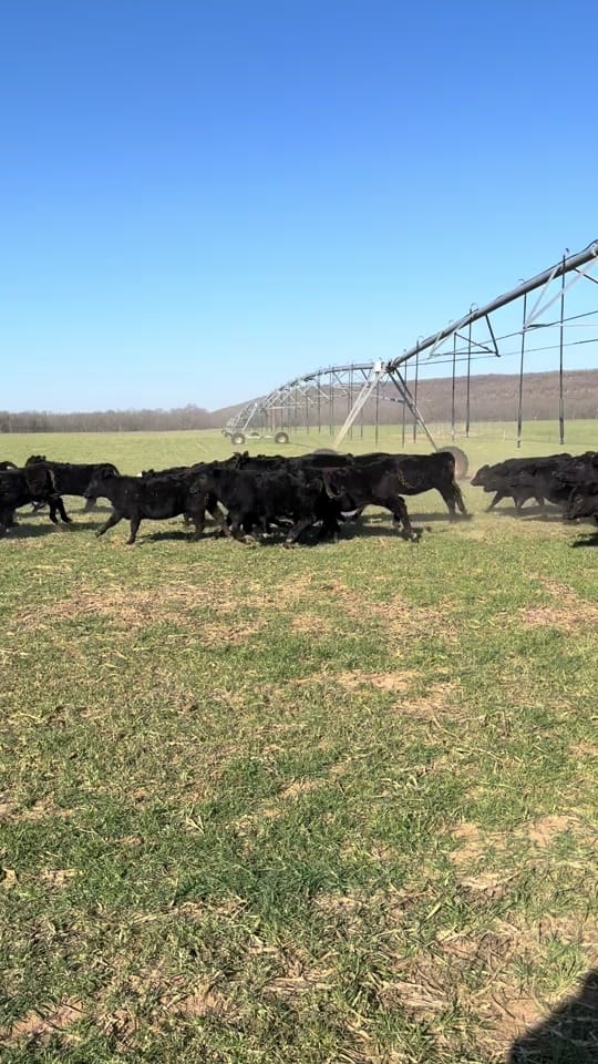 Post 5 by Black Dog Fabs on TikTok (video)