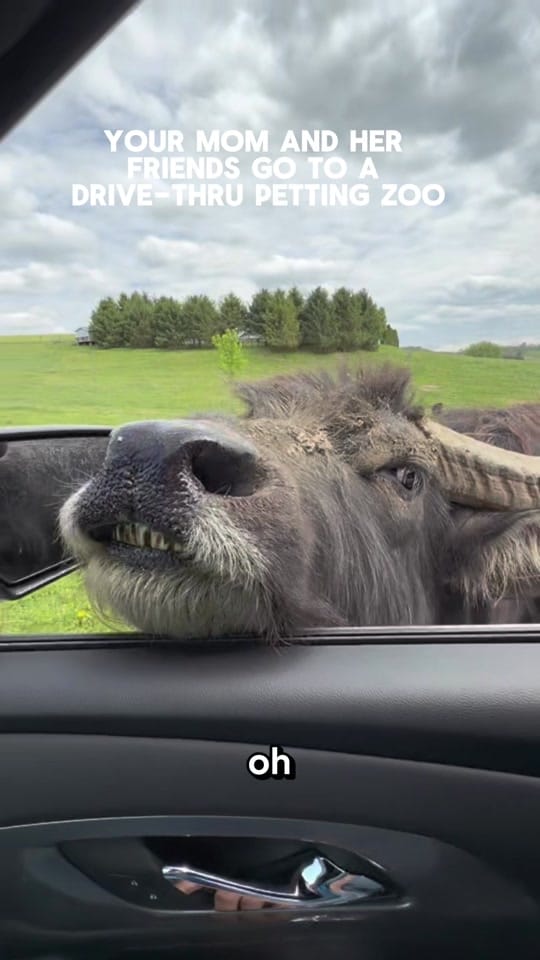 Post 6 by molly | 1868 farmhouse 🚜 on TikTok (video)
