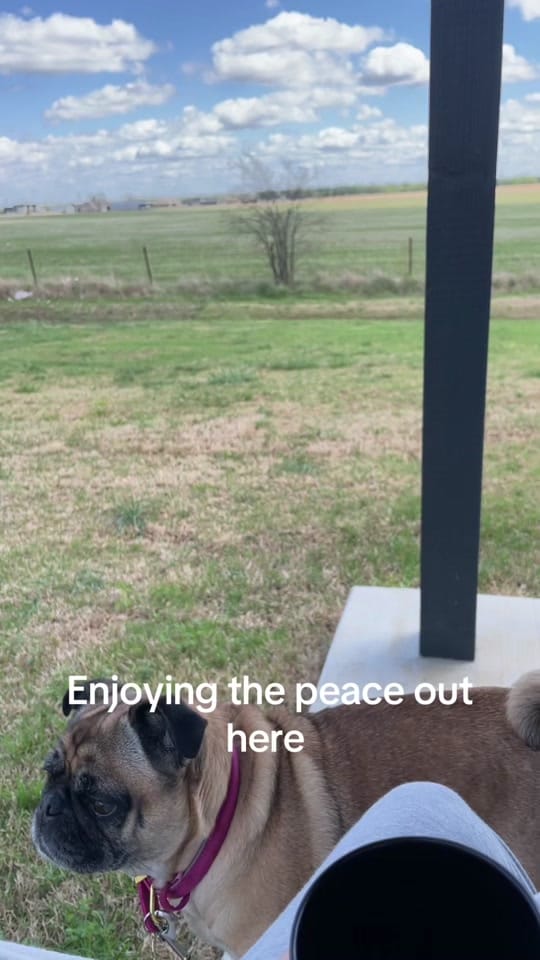 Post 1 by Elfie owl on TikTok (video)
