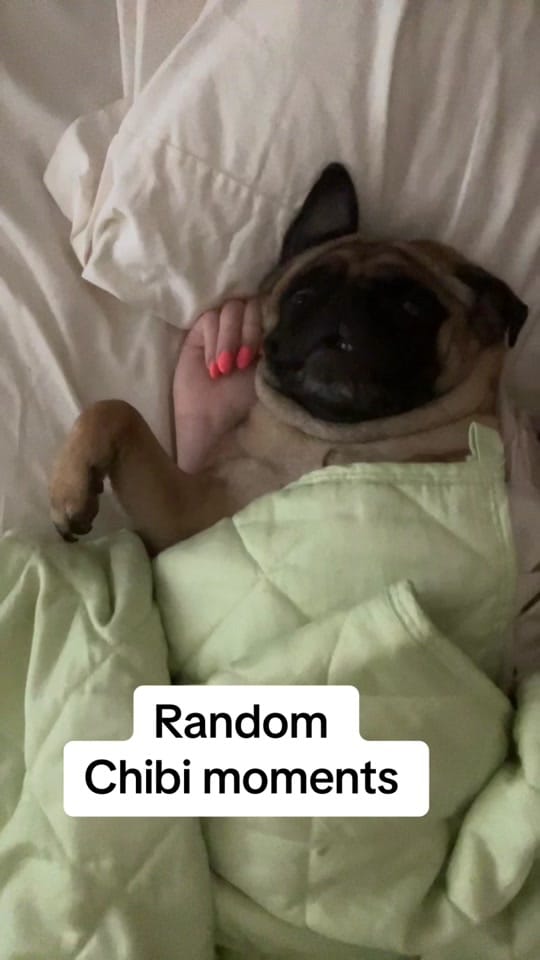 Post 9 by Elfie owl on TikTok (video)