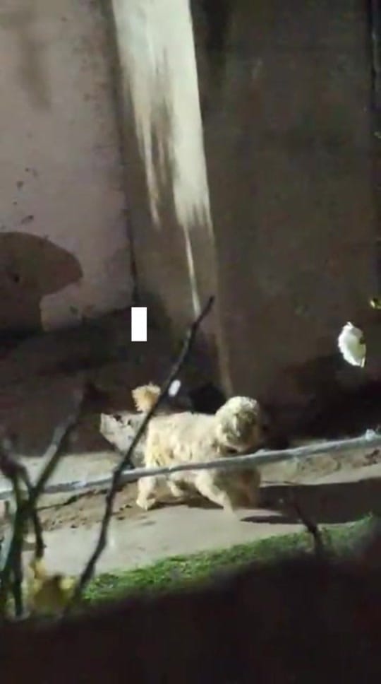Post 6 by Maxi 🐾 on TikTok (video)