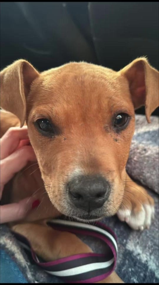 Post 5 by Maxi 🐾 on TikTok (video)