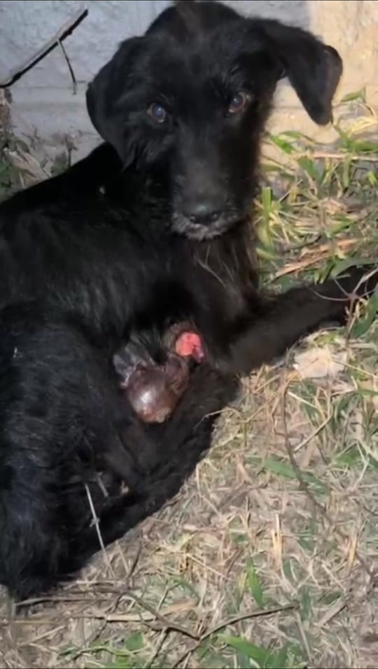 Post 4 by Maxi 🐾 on TikTok (video)