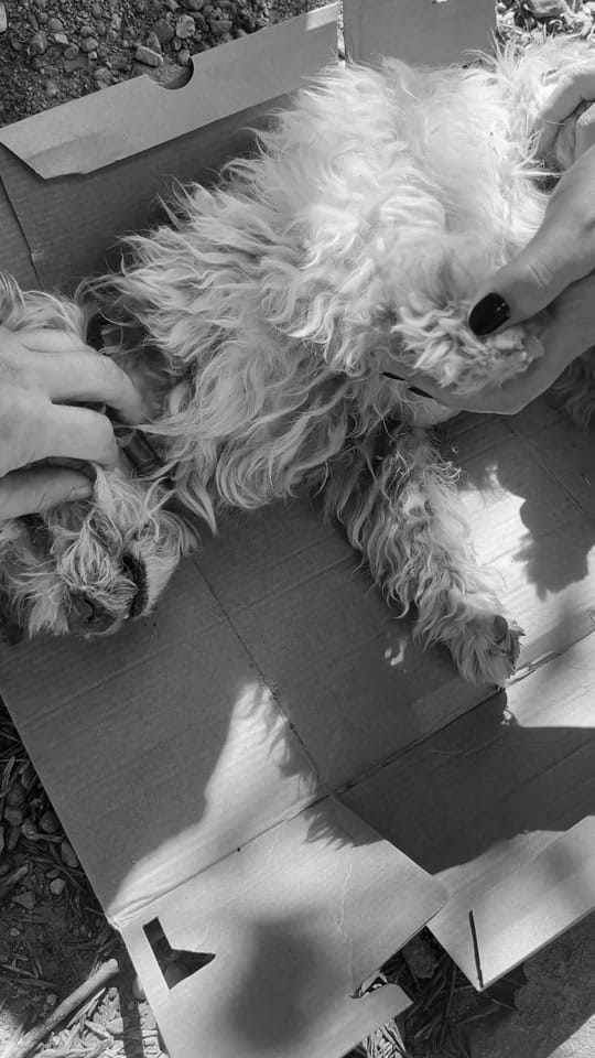 Post 1 by Maxi 🐾 on TikTok (video)