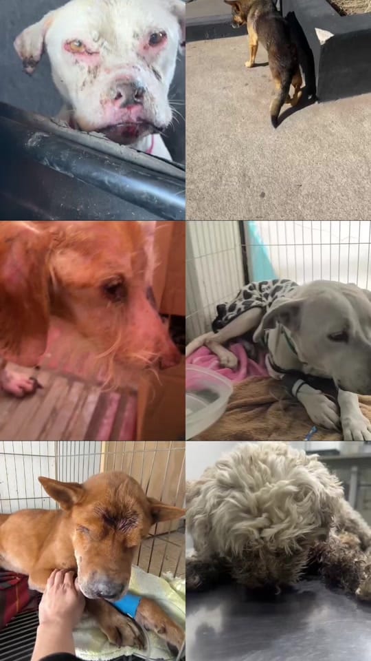 Post 10 by Maxi 🐾 on TikTok (video)