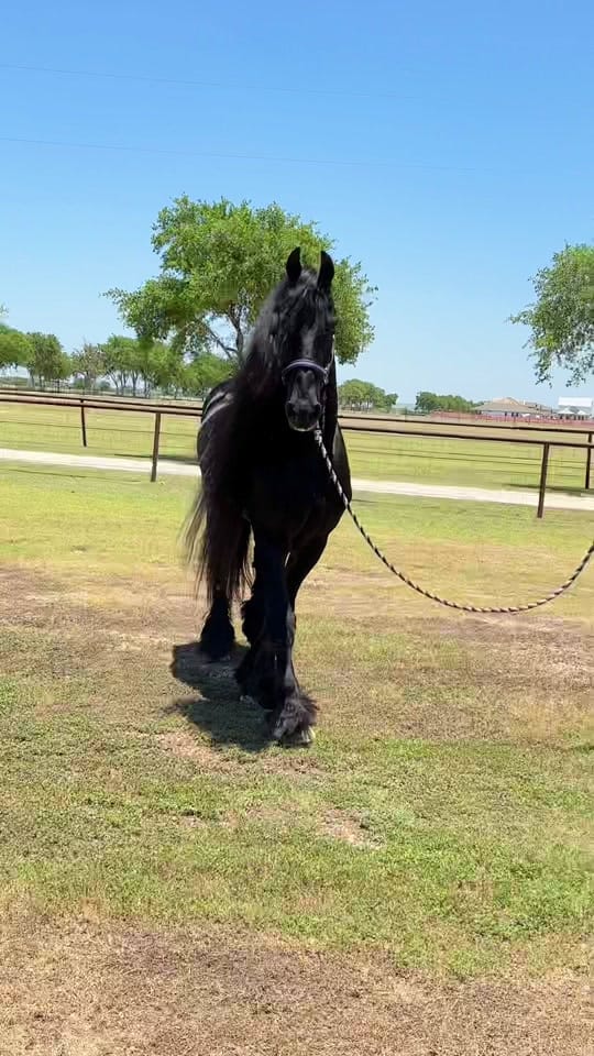 Post 10 by Nicolas_Diaz on TikTok (video)