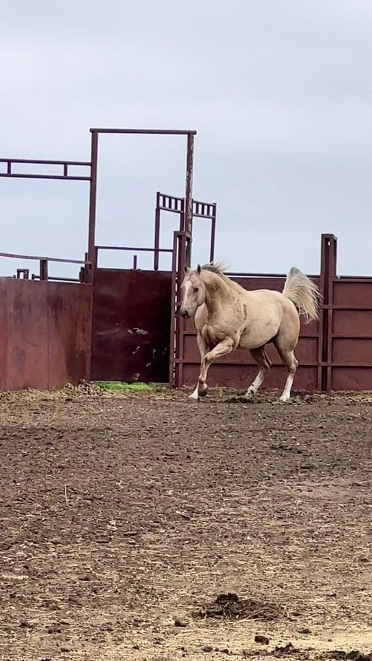 Post 9 by Nicolas_Diaz on TikTok (video)