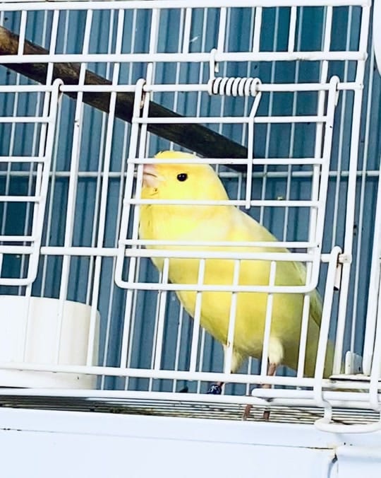 Post 5 by Cantodepassarosusa on TikTok (video)