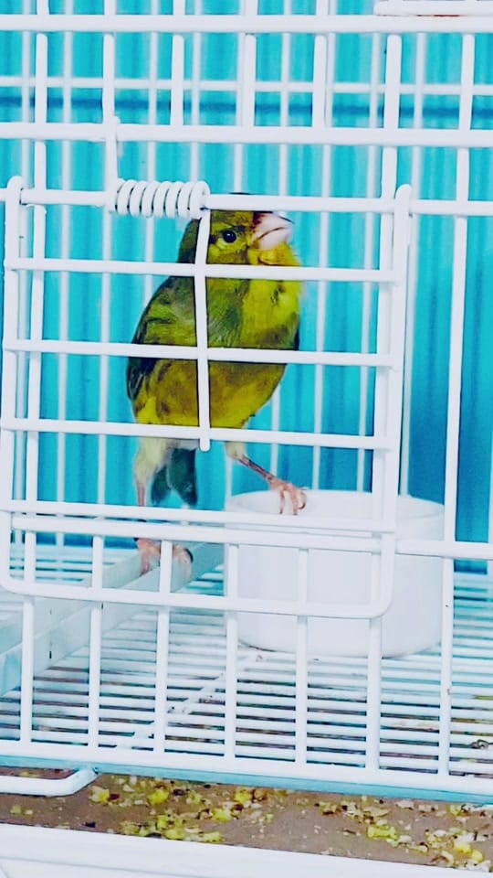 Post 10 by Cantodepassarosusa on TikTok (video)