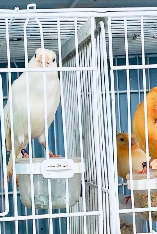 Post 7 by Cantodepassarosusa on TikTok (video)