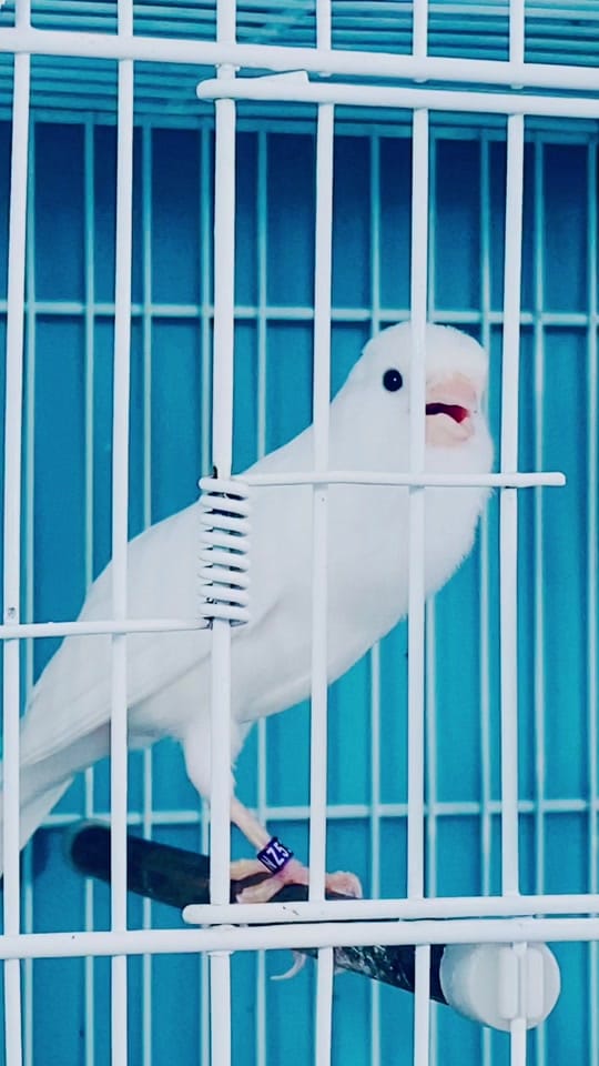 Post 9 by Cantodepassarosusa on TikTok (video)