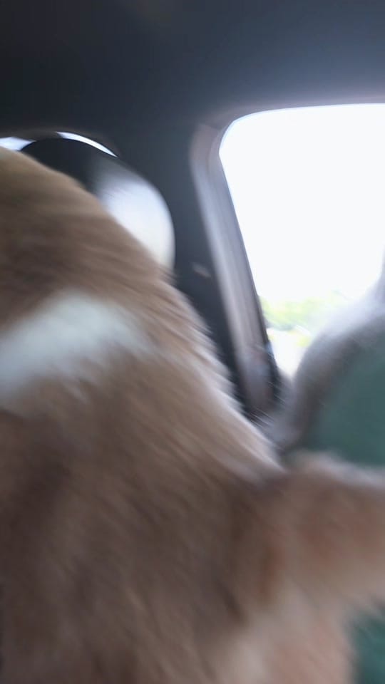 Post 7 by vo nhi on TikTok (video)