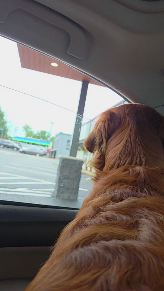 Post 3 by vo nhi on TikTok (video)