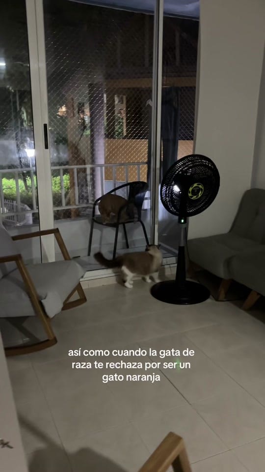 Post 9 by Maria Harnish on TikTok (video)