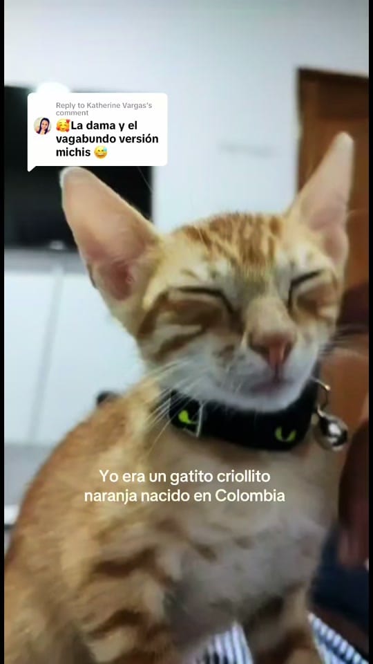 Post 10 by Maria Harnish on TikTok (video)