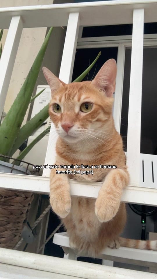 Post 3 by Maria Harnish on TikTok (video)