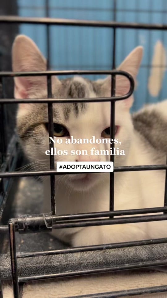 Post 10 by HOOPE Bienestar Animal on TikTok (video)