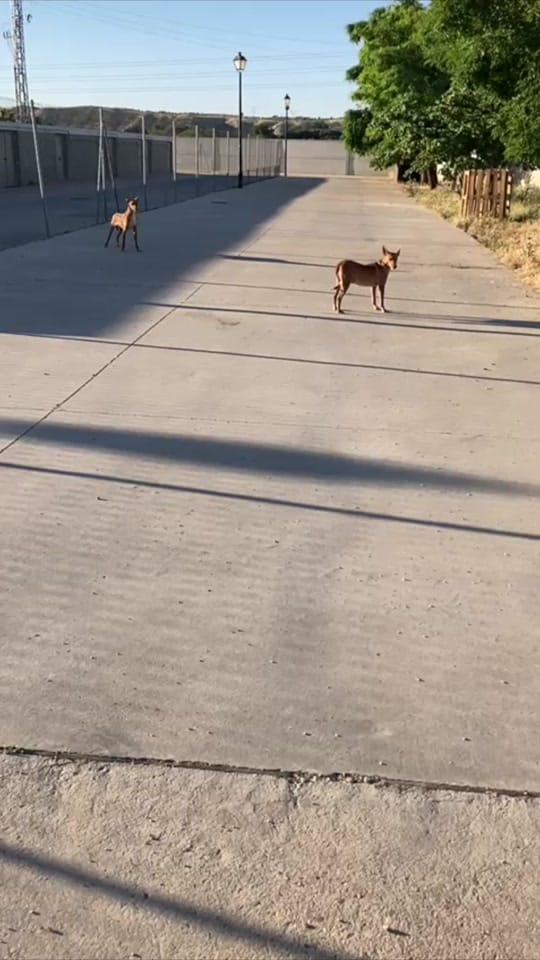 Post 9 by HOOPE Bienestar Animal on TikTok (video)