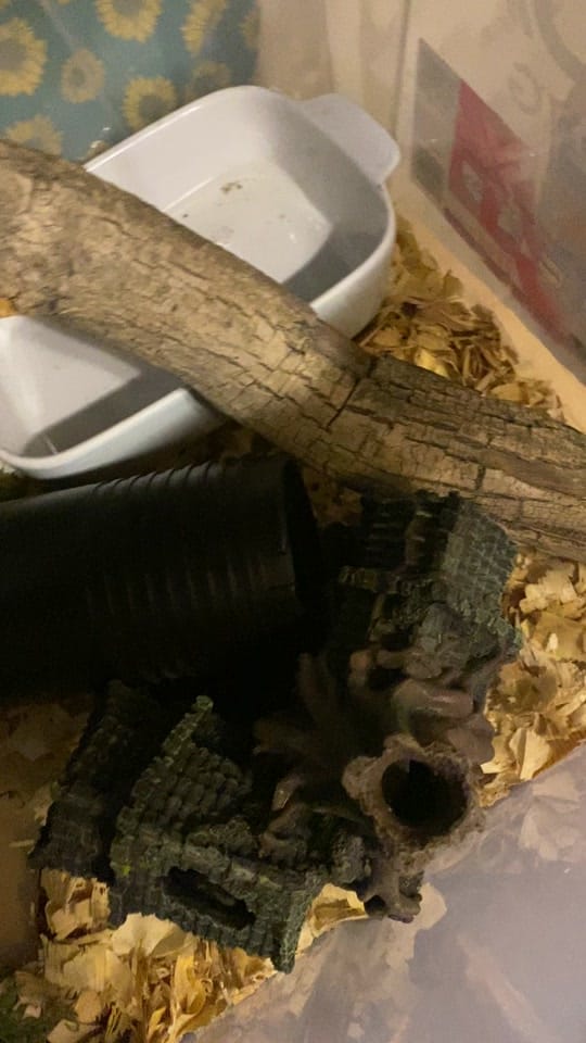 Post 6 by Wayward Sun Farm on TikTok (video)