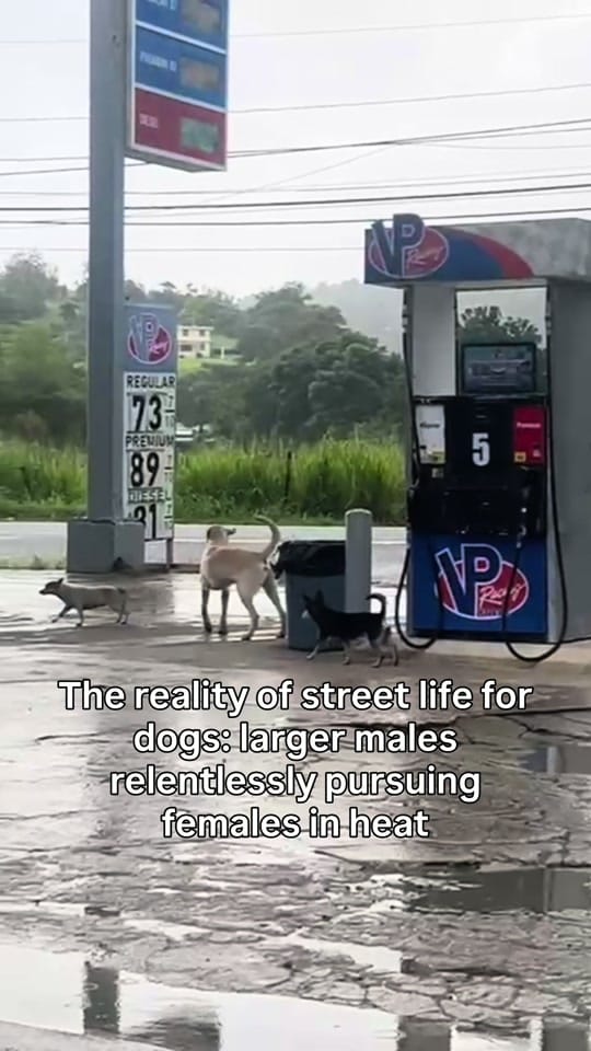 Post 3 by TheSatoProject on TikTok (video)