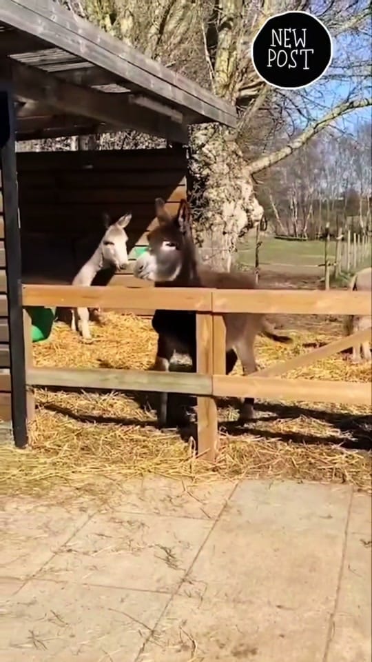 Post 3 by Taco salamanca 🌮😈 on TikTok (video)