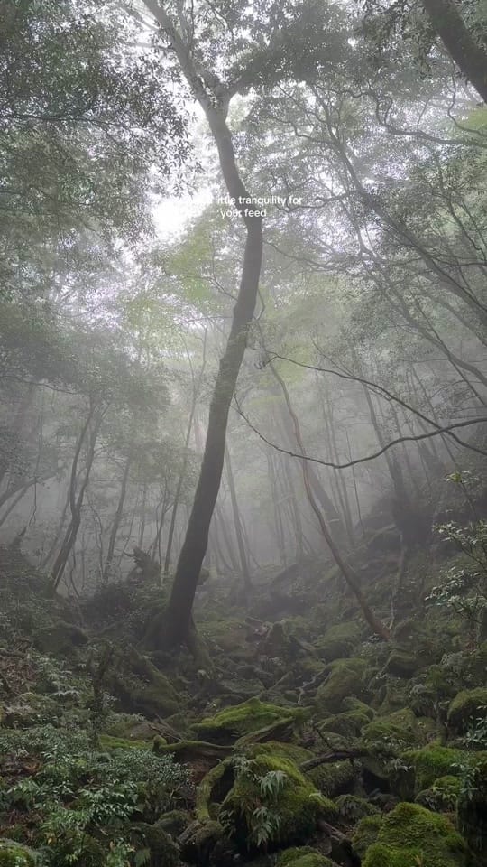 Post 9 by Kris Angelis on TikTok (video)